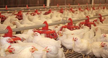 Rapid bird flu test launched by HealthTrackRx